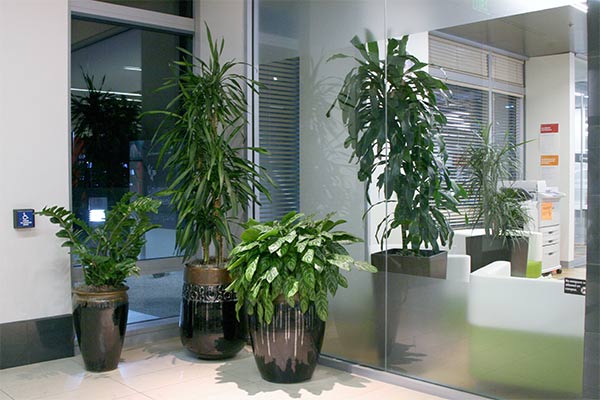 office-plantscape-3